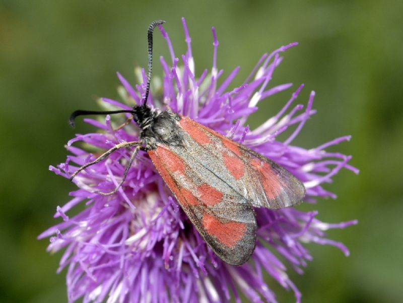 Una Zygaena dalla Val di Rhemes - Zygaena (Zygaena) loti